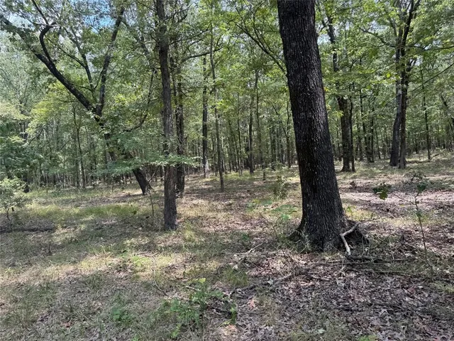 a view of a forest with trees
