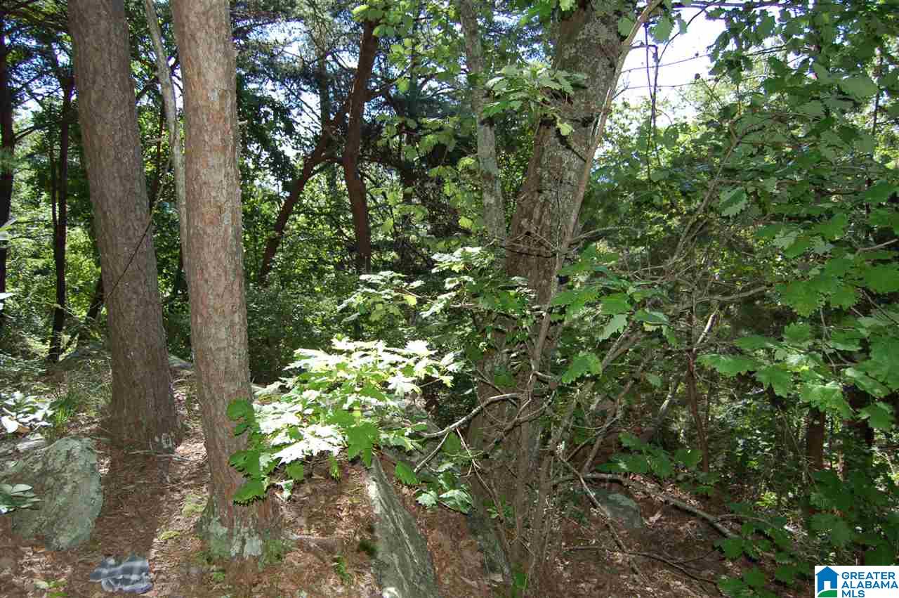 49-acres Chandler Mountain Road, Unit 1 Steele, AL 35987 - Photo 19 of 23