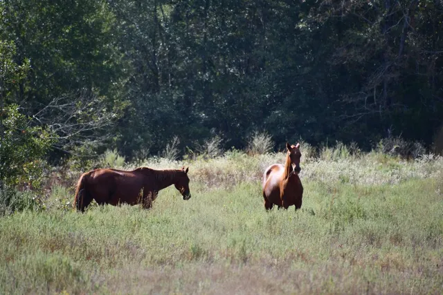 $195,000 | 0 Fm 2158, Midway, TX 75852