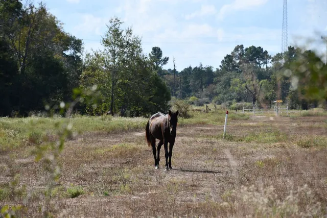 a view of a swimming pool and a fountain