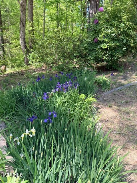 335 Bear Cage Road Roan Mountain, TN 37687 - Photo 23 of 68 IMG_1129