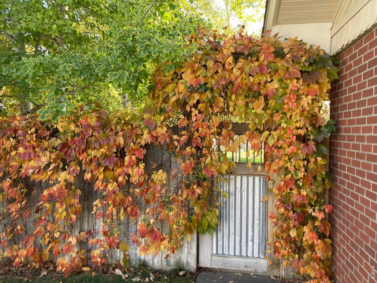 509 Locust Street Windsor, CO 80550 - Photo 39 of 43 Outdoor gate in the fall
