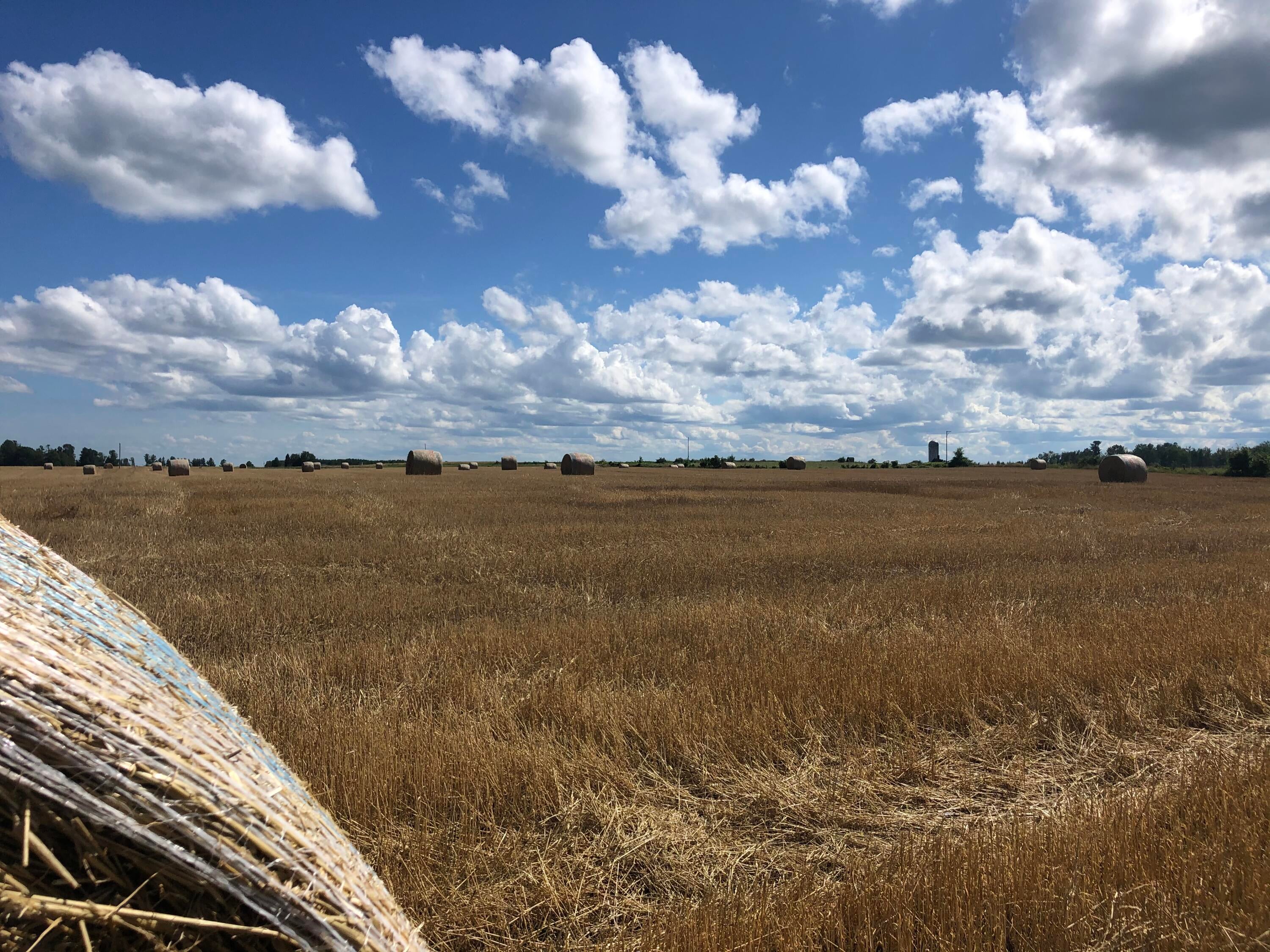 V/l 40-ac Long Rapids Road Lachine, MI 49753 - Photo 4 of 12 Rolled Bales