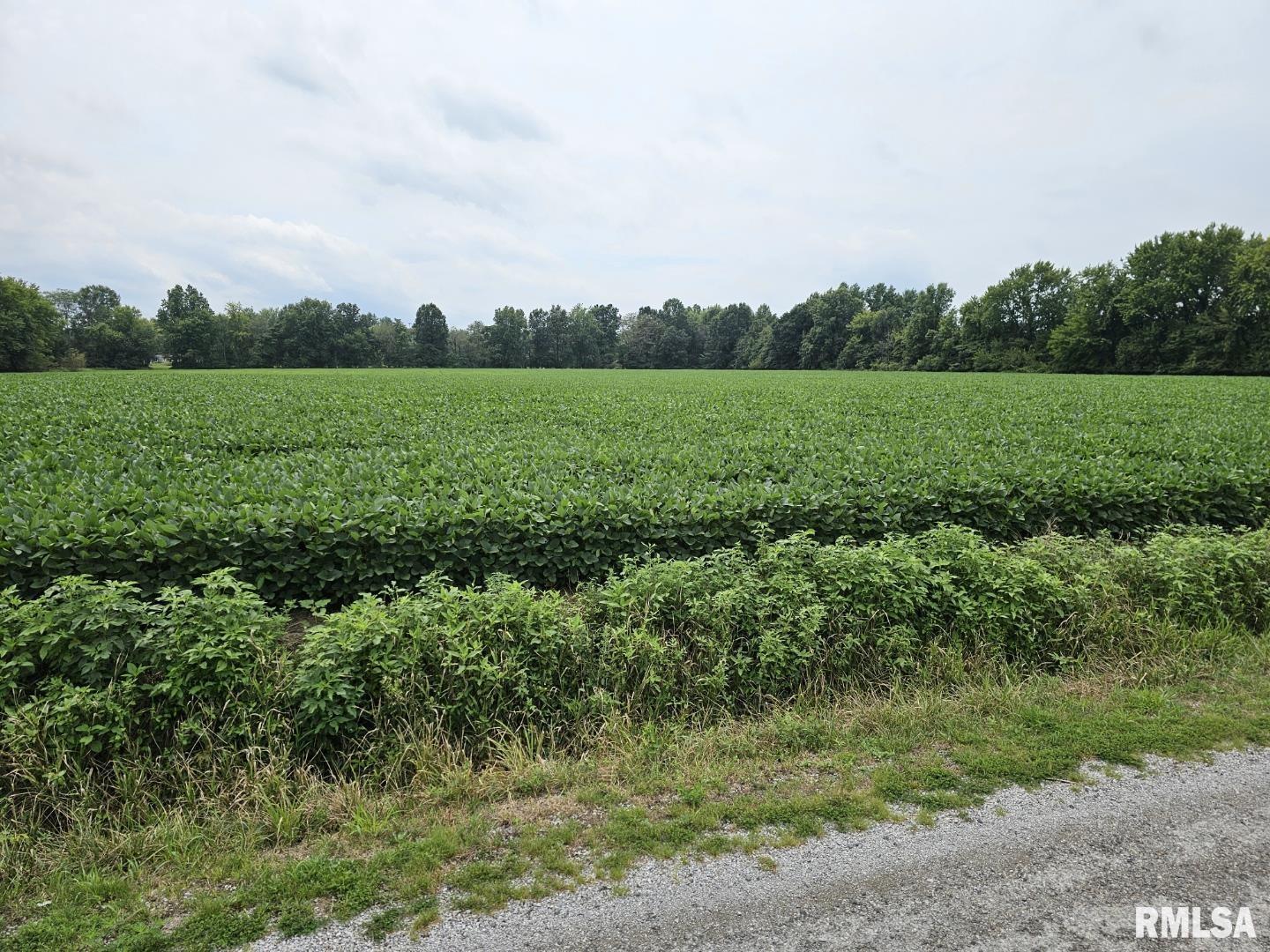 0 East Bethel Road Mount Vernon, IL 62864 - Photo 5 of 11 a view of a big yard with plants and large trees