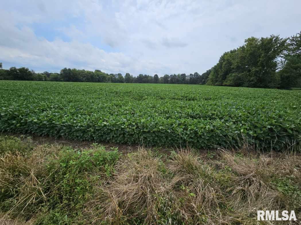 0 East Bethel Road Mount Vernon, IL 62864 - Photo 6 of 11 a view of a garden