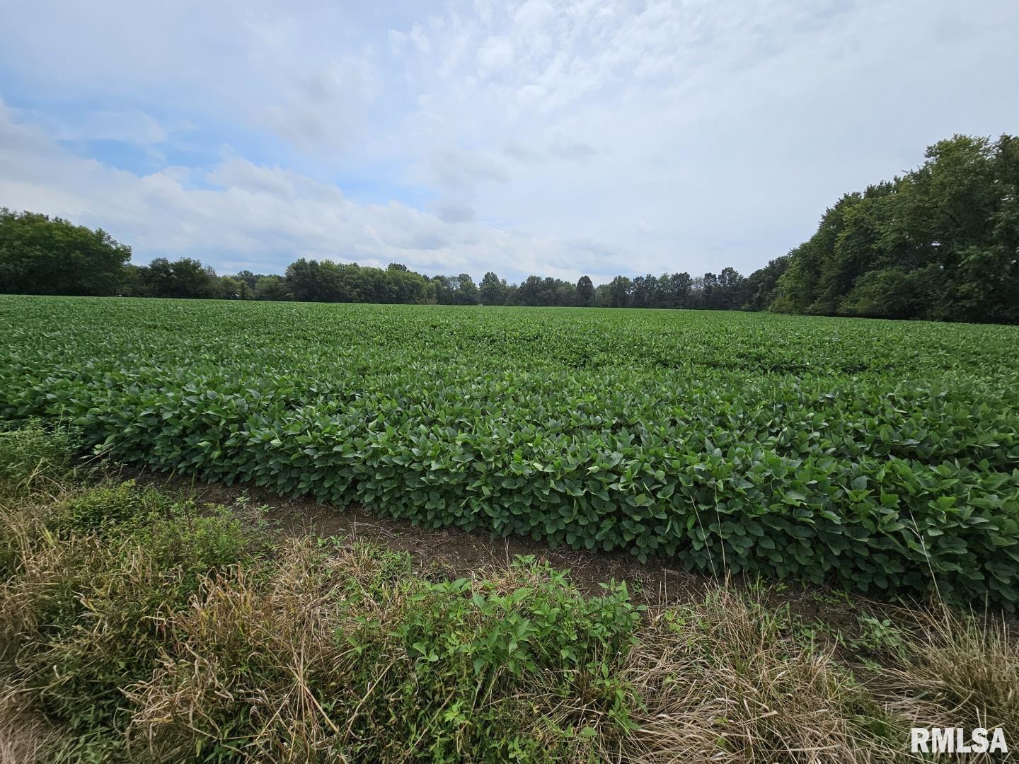 0 East Bethel Road Mount Vernon, IL 62864 - Photo 7 of 11 a view of a green field with wooden fence