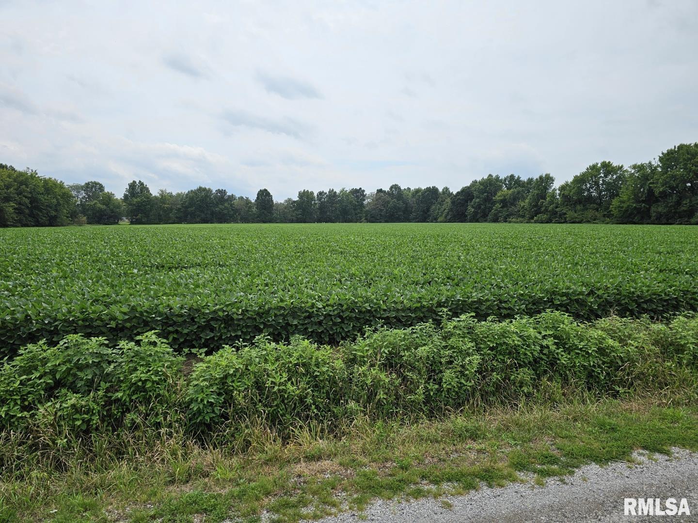0 East Bethel Road Mount Vernon, IL 62864 - Photo 8 of 11 a view of field with green trees
