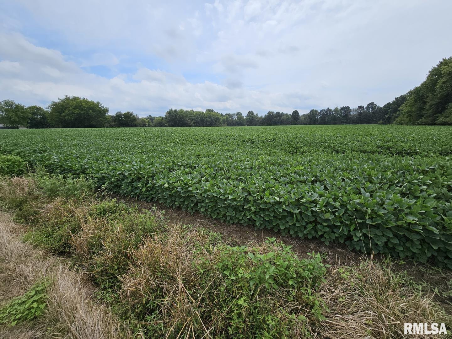 0 East Bethel Road Mount Vernon, IL 62864 - Photo 10 of 11 a view of a big yard with plants and large trees