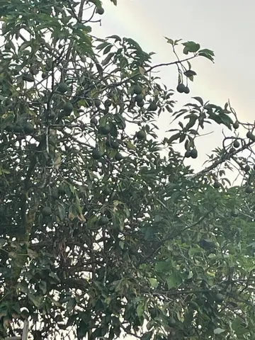 $240,000 | 11-3282 Ohia Avenue, Mountain View, HI 96771