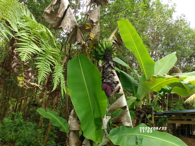 $219,000 | 11-3282 Ohia Avenue, Mountain View, HI 96771