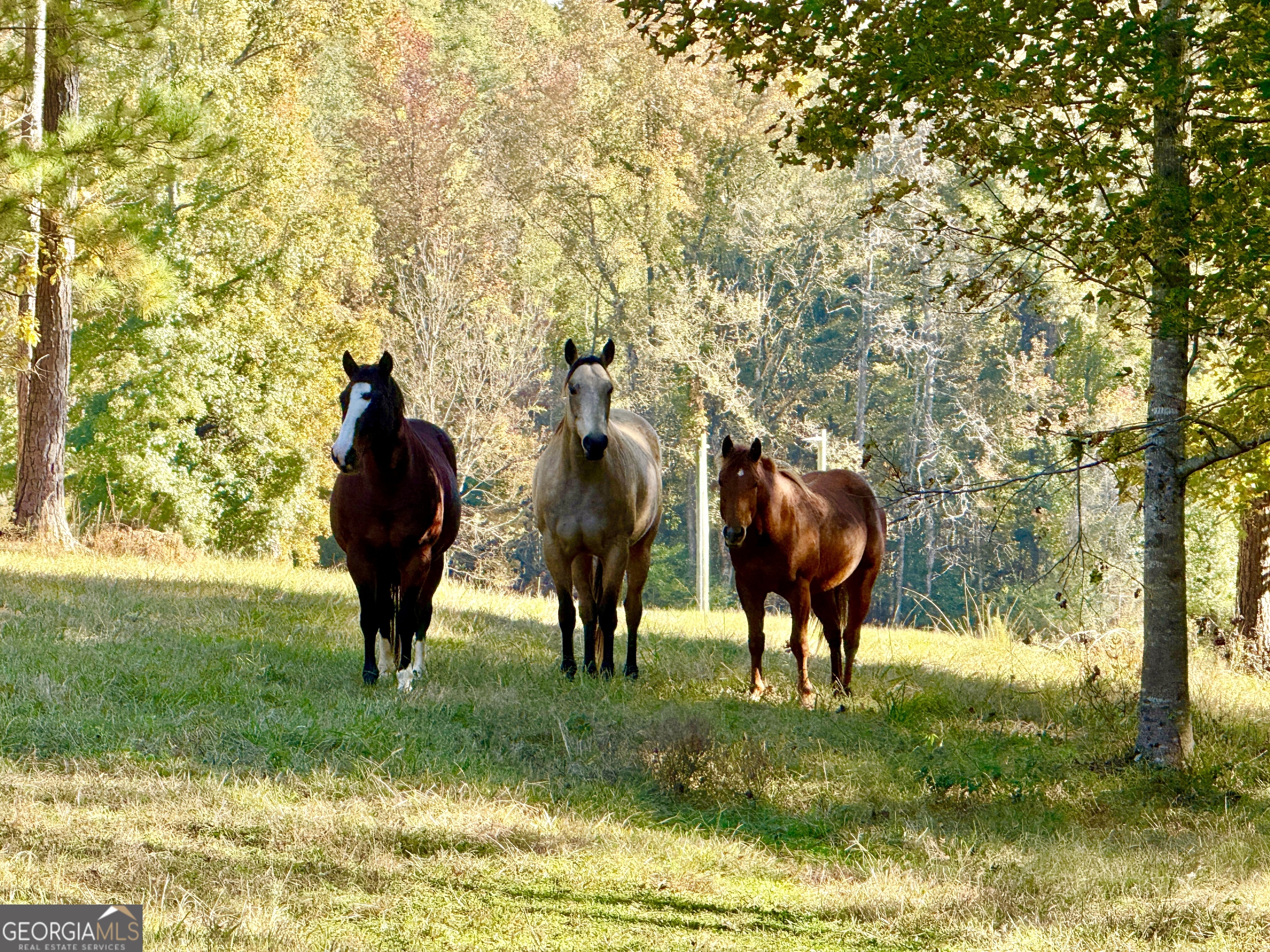 175 Acres Roosevelt Highway Warm Springs, GA 31830 - Photo 108 of 108