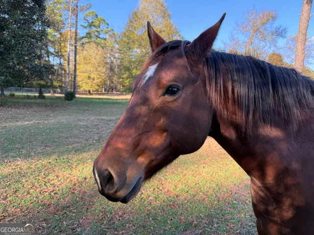 $2,250,000 | 175 Acres Roosevelt Highway, Warm Springs, GA 31830