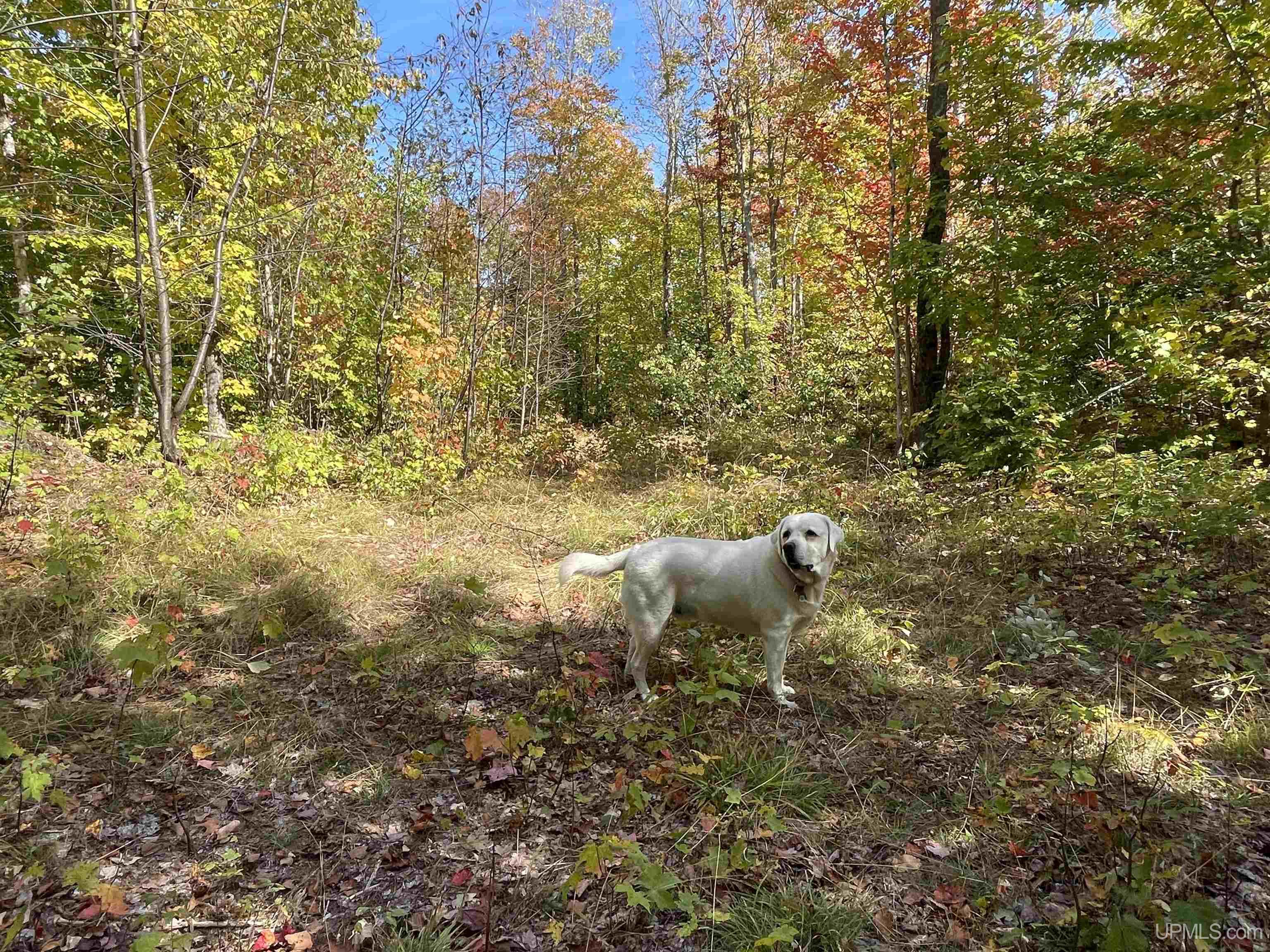 160 Acres Off H-58 Road Seney, MI 49883 - Photo 21 of 26