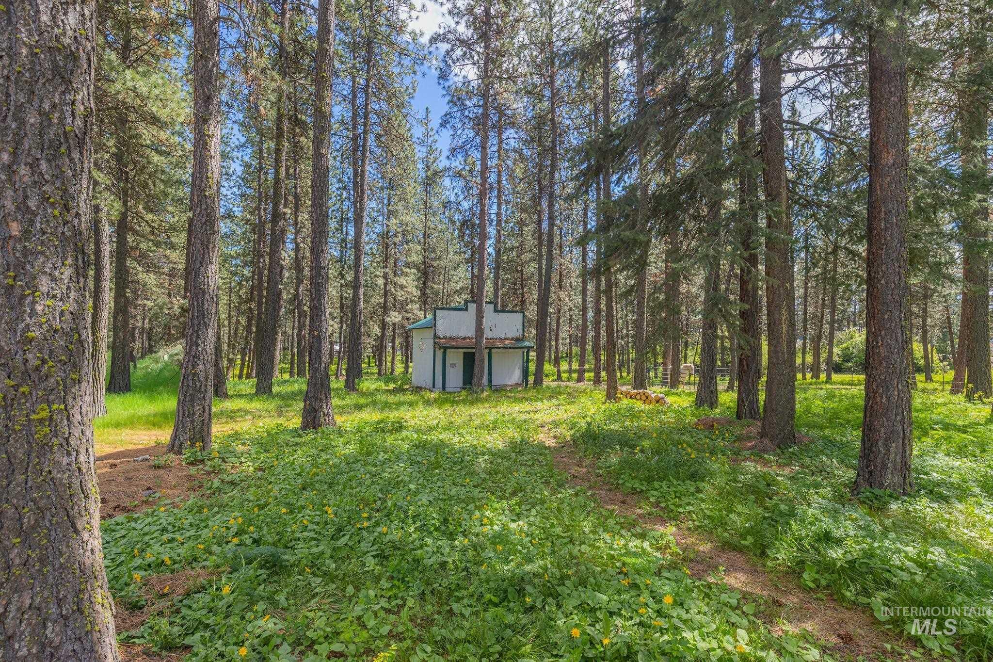 1820 Winchester Road Winchester, ID 83555 - Photo 39 of 50 Wooded acreage with abundant evergreen trees, a lush green undergrowth, and a rustic white and green structure