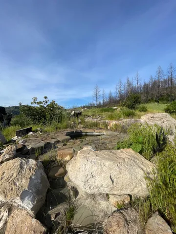 a view of a yard with lots of plants and trees