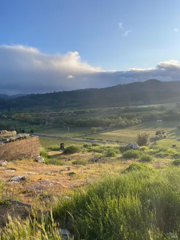 a view of a garden with plants