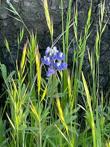 $2,550,000 | 3500 Silverado Trail North, St. Helena, CA 94574