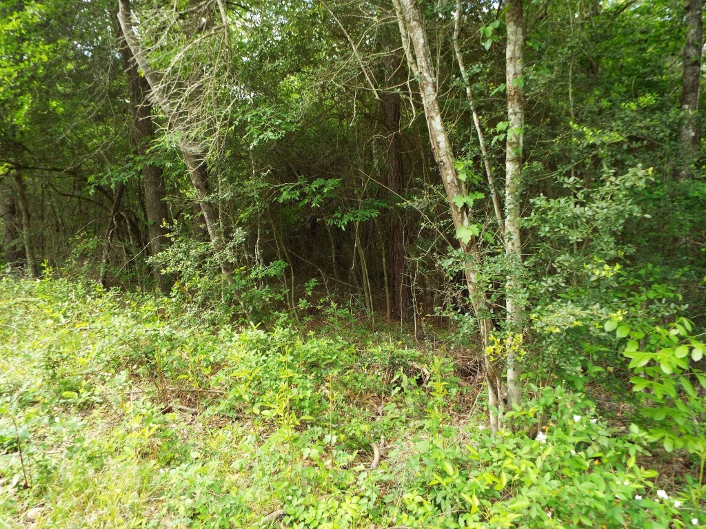 Lot 34 Dogwood Road Huntsville, TX 77320 - Photo 17 of 23 a view of a garden