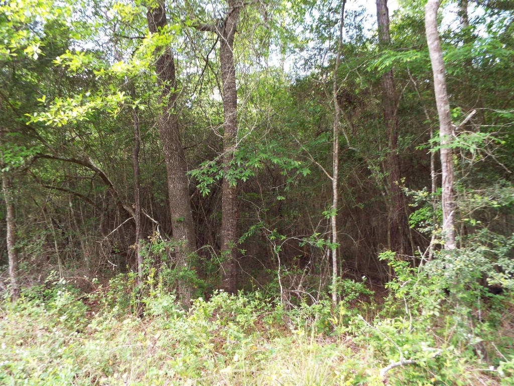 Lot 34 Dogwood Road Huntsville, TX 77320 - Photo 18 of 23 a view of a garden