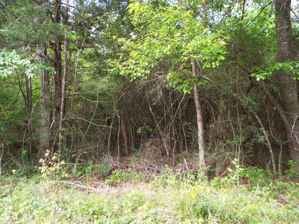 Lot 34 Dogwood Road Huntsville, TX 77320 - Photo 19 of 23 a view of a yard with trees