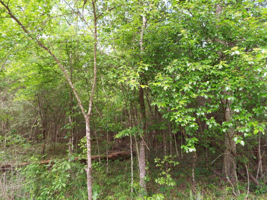 Lot 34 Dogwood Road Huntsville, TX 77320 - Photo 20 of 23 a view of forest