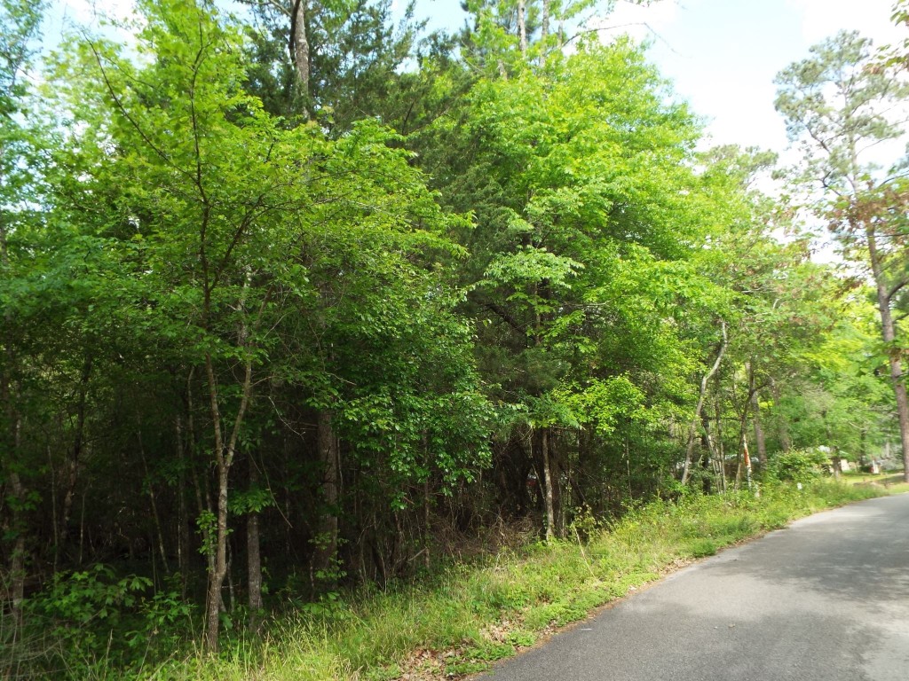 Lot 34 Dogwood Road Huntsville, TX 77320 - Photo 21 of 23 a view of a lush green forest with lots of trees