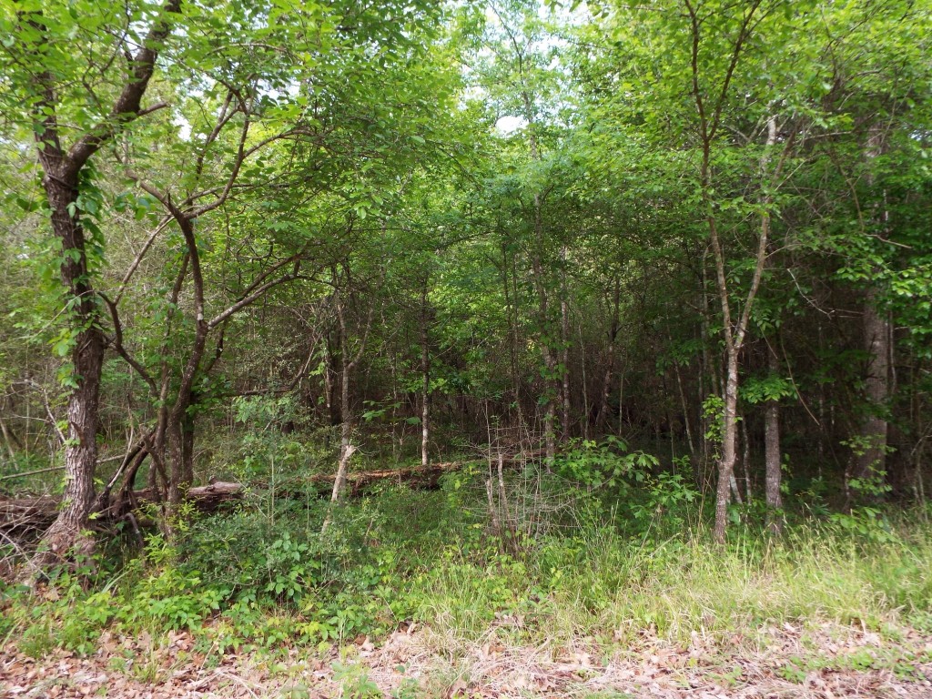 Lot 34 Dogwood Road Huntsville, TX 77320 - Photo 5 of 23 a view of outdoor space and green space