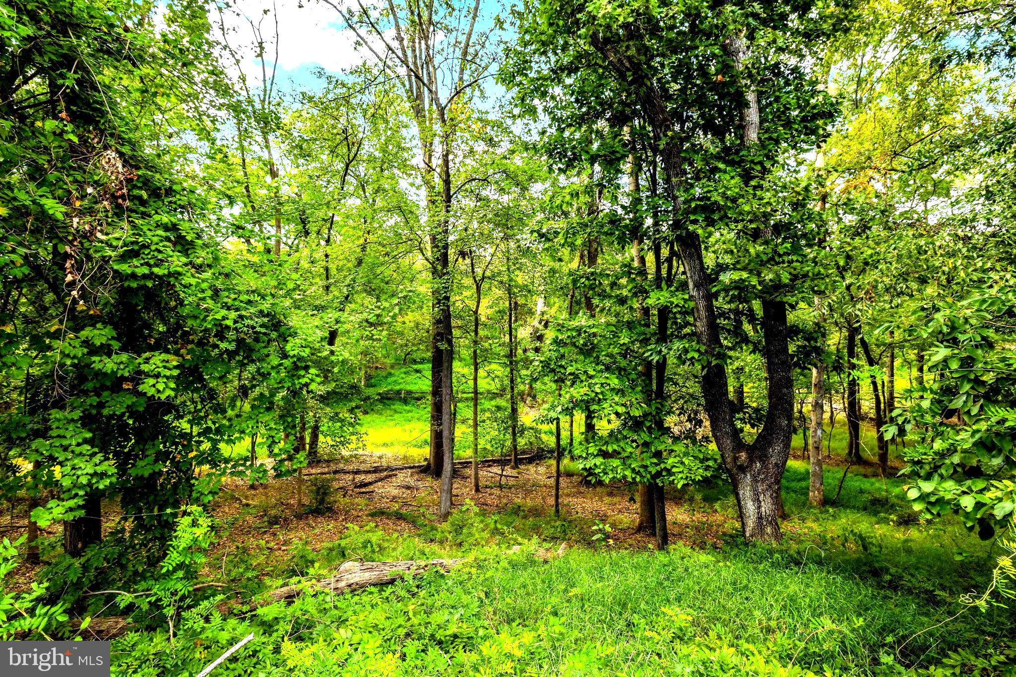 14540 Lightner Road Haymarket, VA 20169 - Photo 39 of 49 Additional Wooded Rear Yard beyond Open Rear Yard