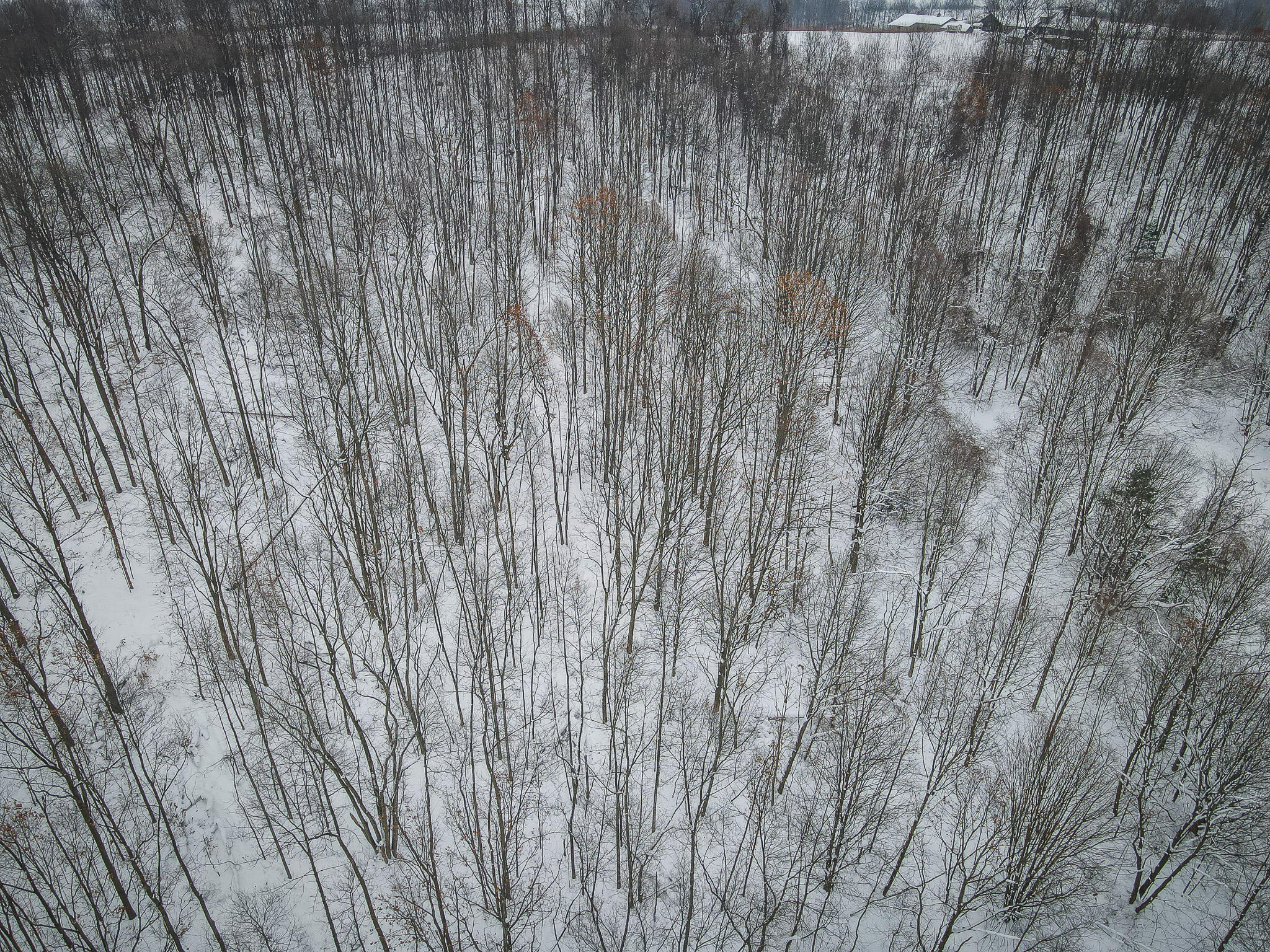 Parcel D West Grant Road Shelby, MI 49455 - Photo 10 of 26 DJI_0068