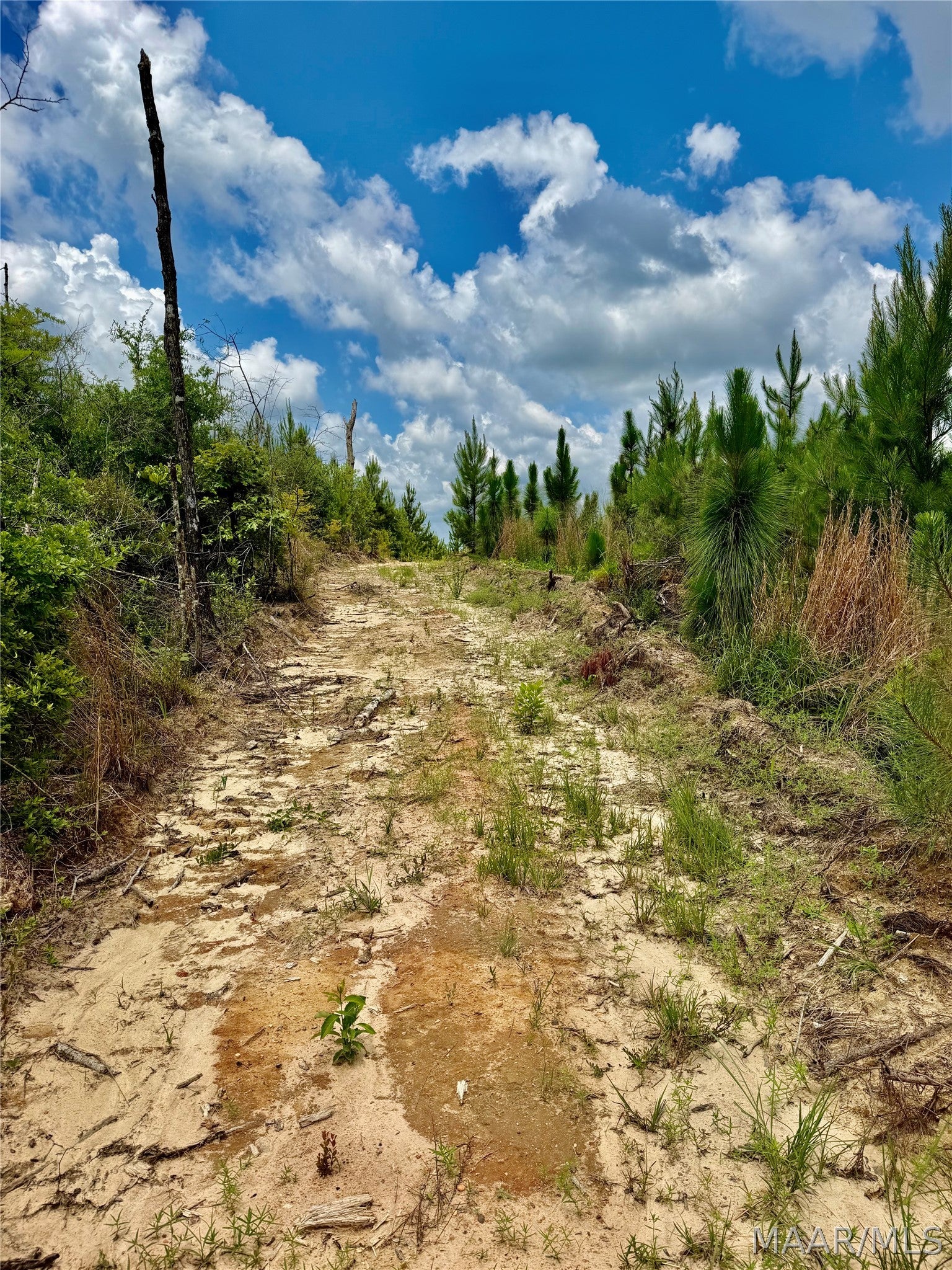 0 King Cemetery Road Brewton, AL 36426 - Photo 4 of 6 Gallery Image 4