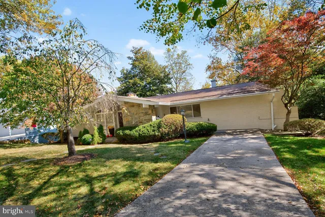 a view of a yard with plants and a large tree