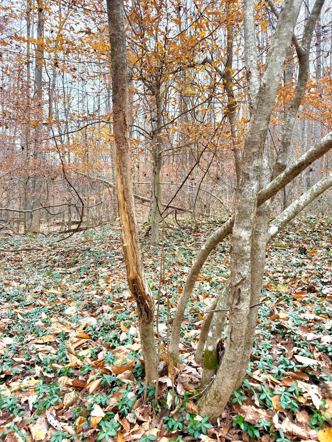 0 South Chenoweth Fork Road Piketon, OH 45661 - Photo 21 of 95