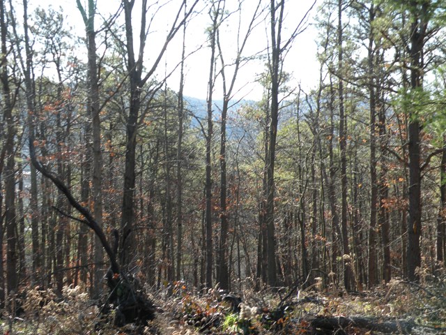 Lot#1 Barden Road Candor, NY 13743 - Photo 1 of 1 Gallery Image 1