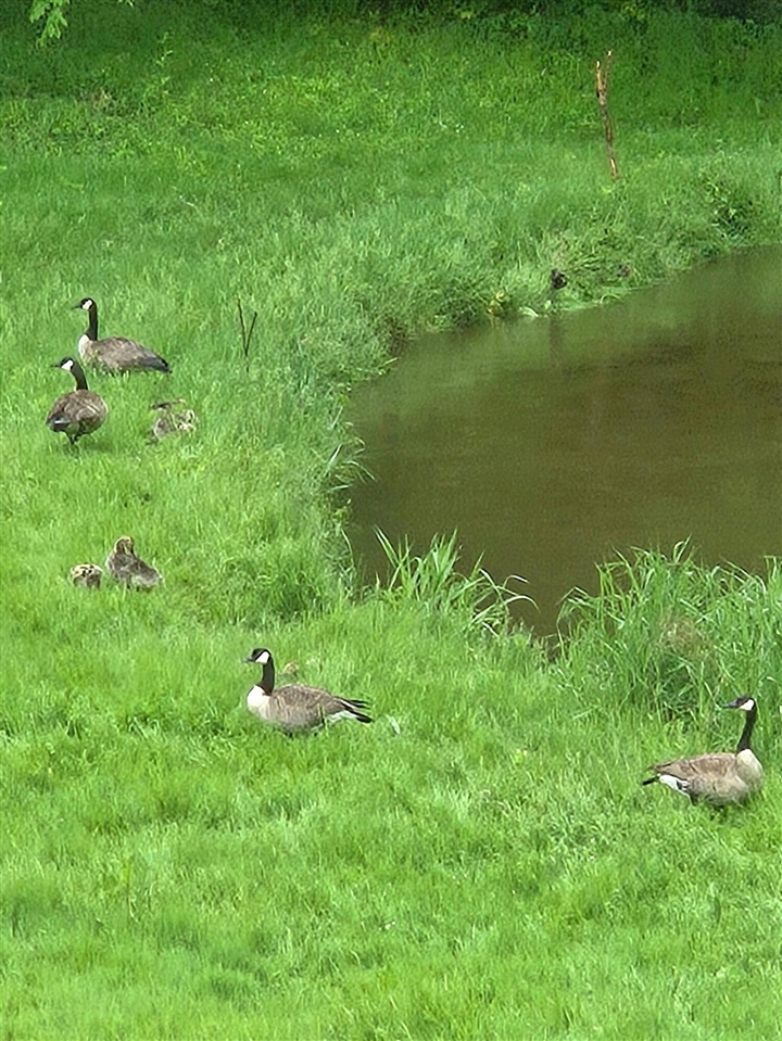 840 Black River Road Bangor, MI 49013 - Photo 44 of 48