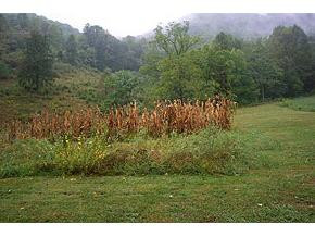 0 Rt 1 Duffield, VA 24244 - Photo 9 of 9 Photo 9