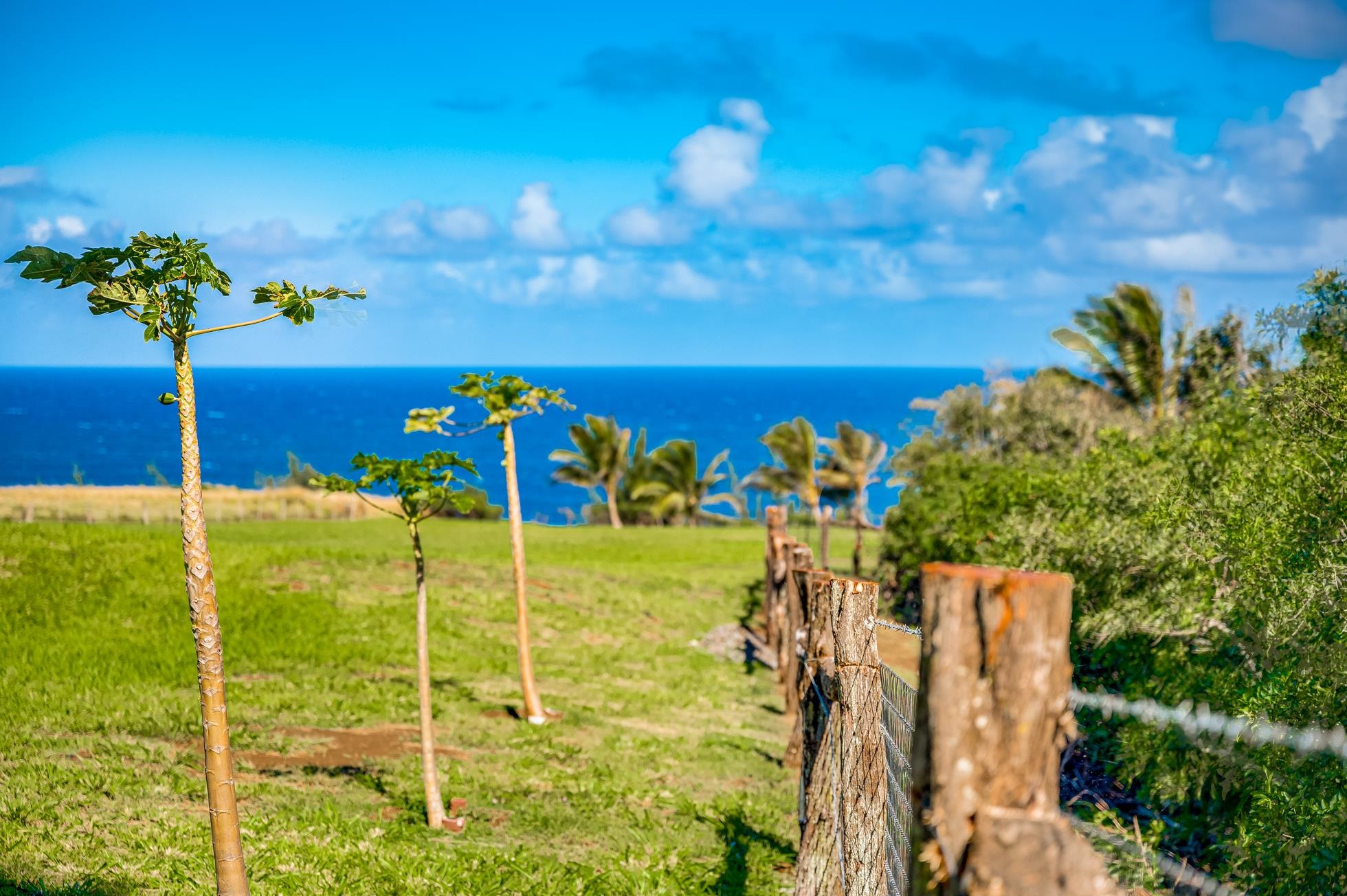 0 Kai Poi Place, Unit A Haiku, HI 96708 - Photo 14 of 21 a view of a garden