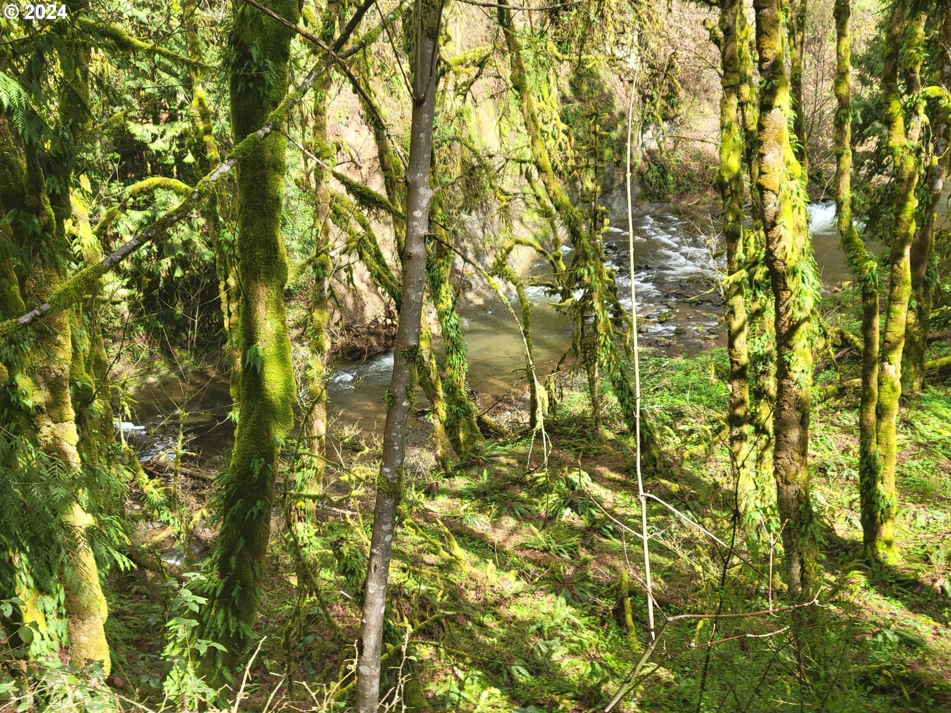 629 Coal Creek Road Longview, WA 98632 - Photo 26 of 26 a close up of a tree