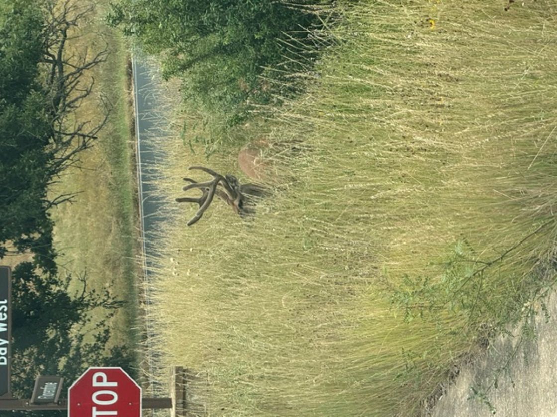 A graceful deer, antlers prominent, emerges from tall, sun-kissed grasses by the roadside.