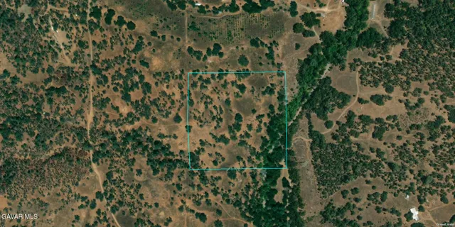 a view of a plant with lots of bushes