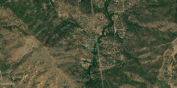 a view of a forest with lots of trees