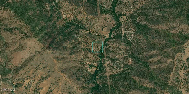 a view of a forest with lots of trees