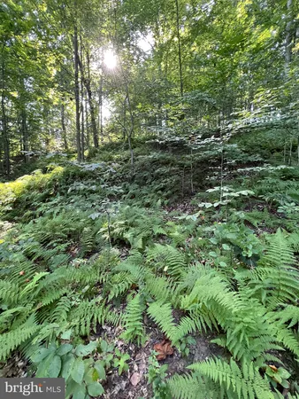 a view of a lush green forest