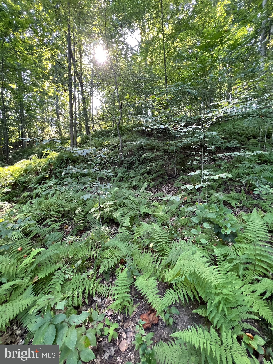 a view of a lush green forest