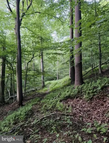 a view of a garden with plants
