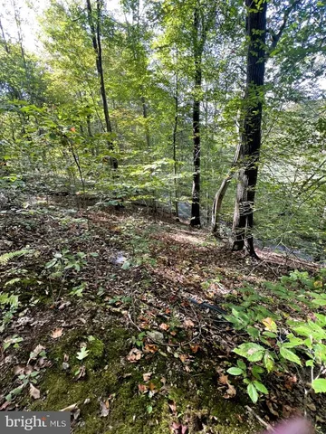 a view of a forest with trees