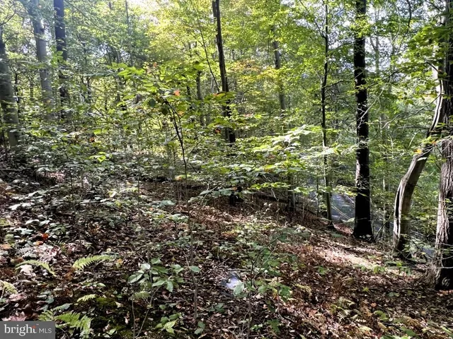 a view of a forest with a tree