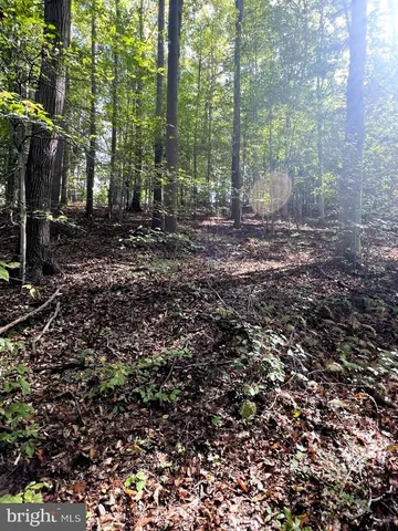 a view of outdoor space and tree