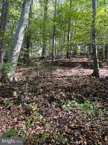 a view of outdoor space and tree