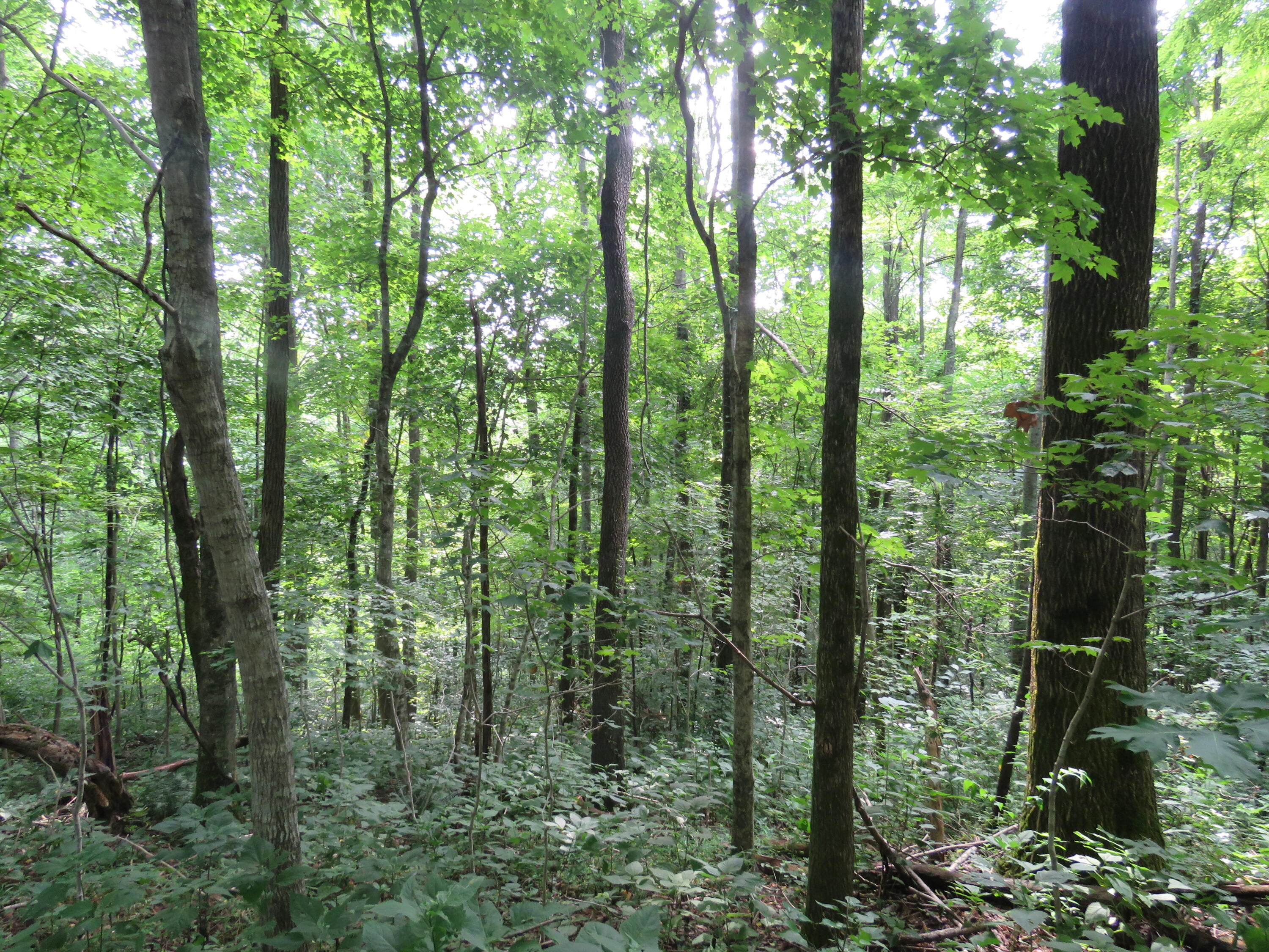 18.01-ac Crabtree Road Hilham, TN 38568 - Photo 1 of 10 1