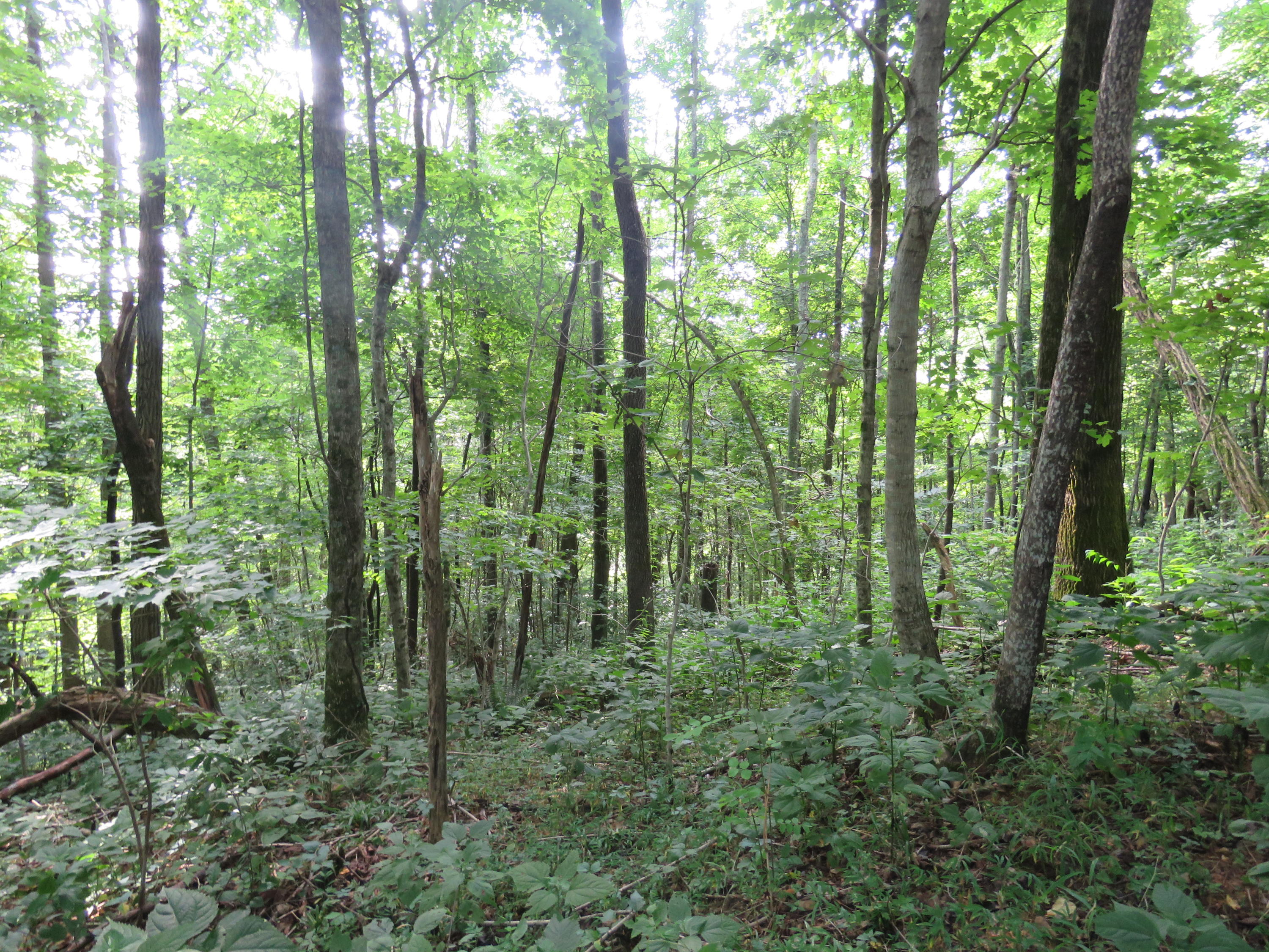 18.01-ac Crabtree Road Hilham, TN 38568 - Photo 4 of 10 4